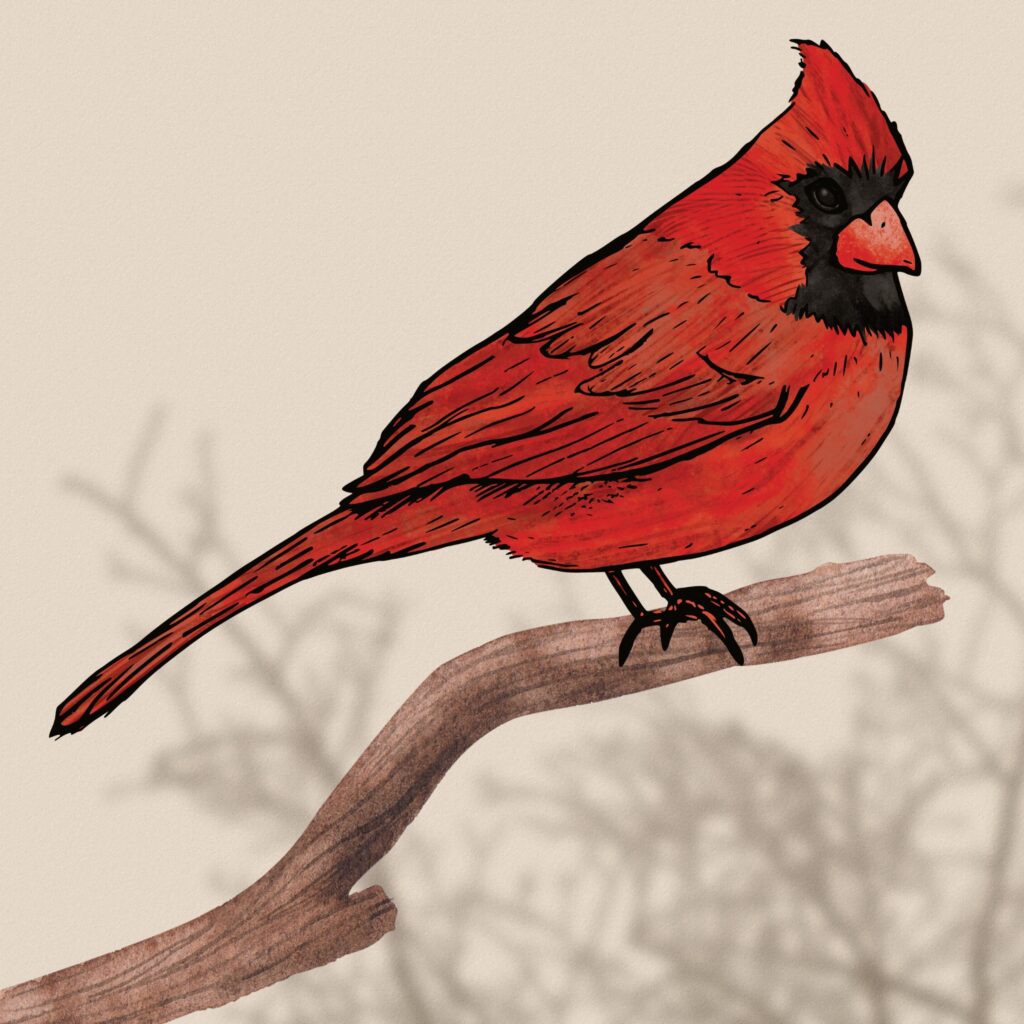 illustration of a cardinal