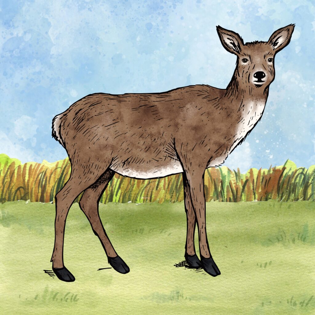 Deer Illustration