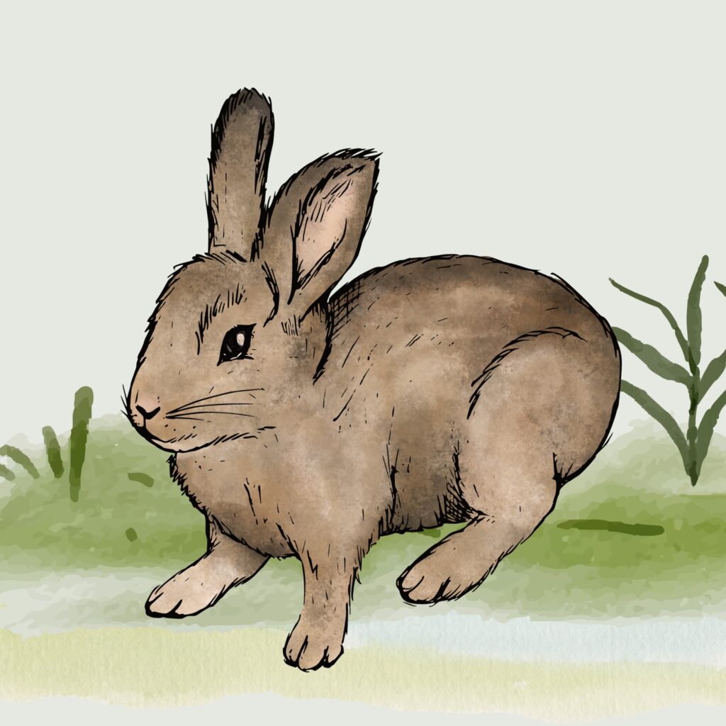 Rabbit Illustration